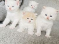 Perser Bkh mix Kitten