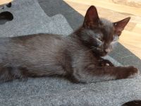 Kater suchen ein Zuhause