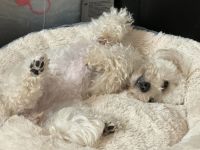 Pudel Toy Welpe Zwerg