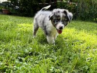 Australian Shepherd Welpen