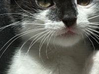 Luna, die Katze, ist 3 Monate alt