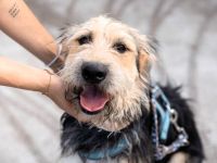 Orion greift nach den Sternen