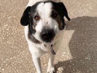 Die hübsche Griechin Soraya