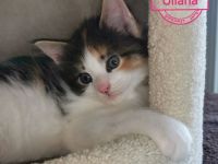 Zauberhaftes, reinrassiges XL MAINE COON KITTEN ⭐️ weiblich ⭐️