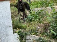 Deutsche Dogge sucht Endplatz