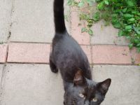 Kater (5 Monate alt) sucht ein neues Zuhause