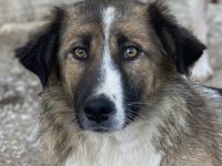 Poppi, geb. ca. 06/2021, lebt in GRIECHENLAND, im städt. Tierheim Serres