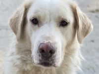 Miraz, geb. ca. 02/2023, lebt in GRIECHENLAND, im städt. Tierheim Serre