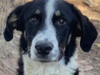 Cars, geb. ca.12/2023, lebt in GRIECHENLAND, im städt. Tierheim Serres