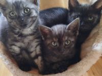 Wunderschöne BKH Mix Kitten suchen ihren Menschen