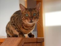 2 Bengal Katzen abzugeben