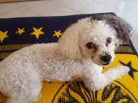 Bolonka (kein Verkauf) und unerfahren