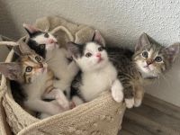 Kitten , katzenbabys