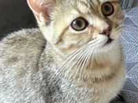 BKH Kitten Stammbaum Black Golden Tabby Junger Abholbereit