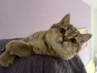 BKH Kitten Stammbaum Black Golden Mädchen Abholbereit