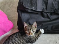 Kleiner Kater 12 Wochen alt sucht noch