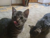 2 Babykatzen zu verkaufen