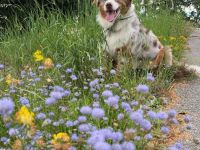 Blue Eye Shining Charlie