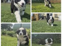 BorderCollie-Australian Shepherd- Mix Welpen