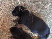 Reinrassige Deutsche Schäferhundwelpen