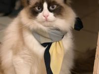 Ragdoll Deckkater wunderschön