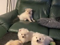 Zwergspitz Welpen Abgabe ab August 2024