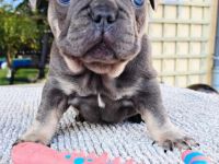 Reinrassige französische Bulldoggen Welpen Blue tan