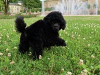 Schwarze Toypudel Welpen mit DPK VDH Papieren