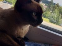 Burma Katze 5 Monate alt