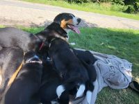 Welpen suchen neues Zuhause