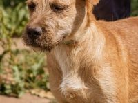 Rozi, ist aktiv und pflegeleicht