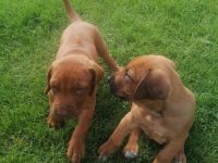 ((((( 2 Süße Rhodesian Ridgeback Welpen suchen ein schönes zu Hause für immer )))))