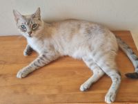 Bengalmischling - Katze abzugeben