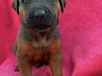 Reinrassige Rhodesian Rigeback Welpen