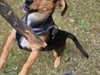 Mischlings Hündin (7 Monate) sucht liebevolles Zuhause