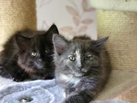 Bezaubernde Norweger Kitten vom Berghof