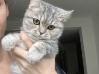 Bkh Britisch kurzhaar Katzen kitten grau weiß Katze weiblich