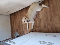 Labradorwelpen in schwarz, blond und braun