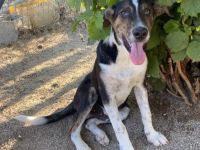 Junghund  Rex / männlich / derzeit in Griechenland