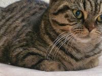 BKH Katze Black golden tabby spotted