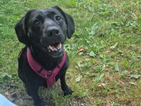 Labradormixhündin 5 Jahre zuckersüß