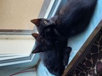 Zwei süsse Katzenmädels abzugeben