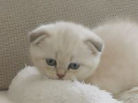 Süßes Kitten abzugeben