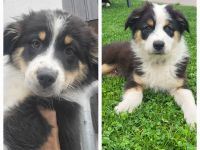 Australian Shepherd Welpen
