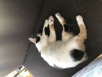 Katzenpaar such ein Zuhause