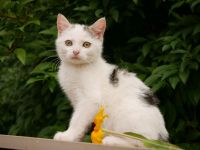 Süße verschmuste Katzenbabys