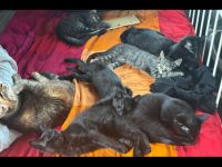 Maincoon- Mix( grau getigert) + 3 schwarze