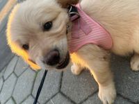 Golden Retriever Welpen