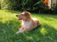 Noch ein tolles, kräftiges Colliemädchen in sable white ist bereit die Welt zu entdecken