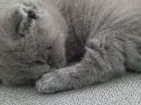 Britisch Kurzhaar Katze